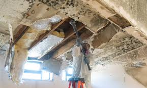 Professional Mold Removal in Healdton, OK